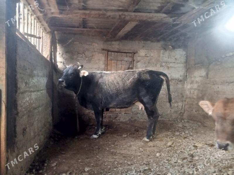 sygyr - Gyzylarbat - img 2