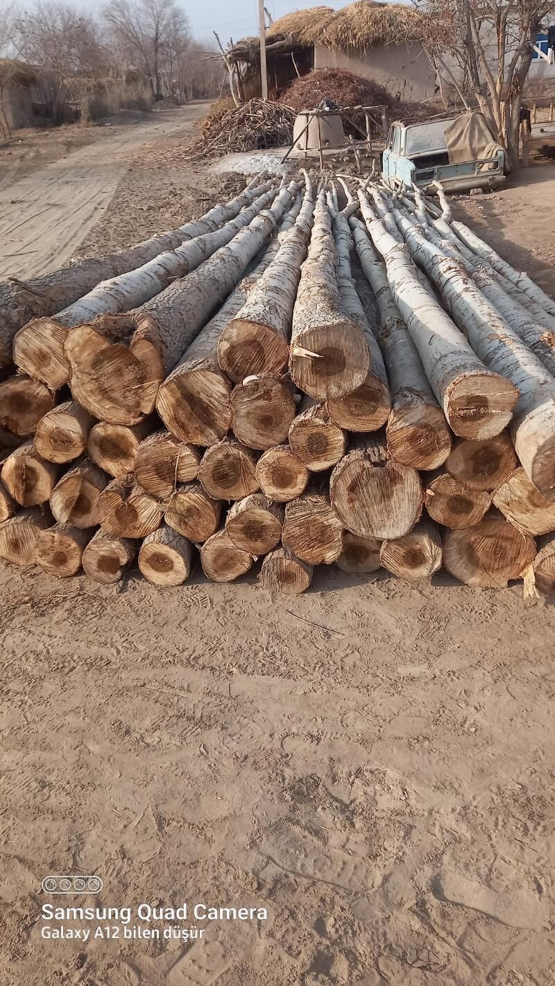 derek ýurd - Gurbansoltan Eje - img 1