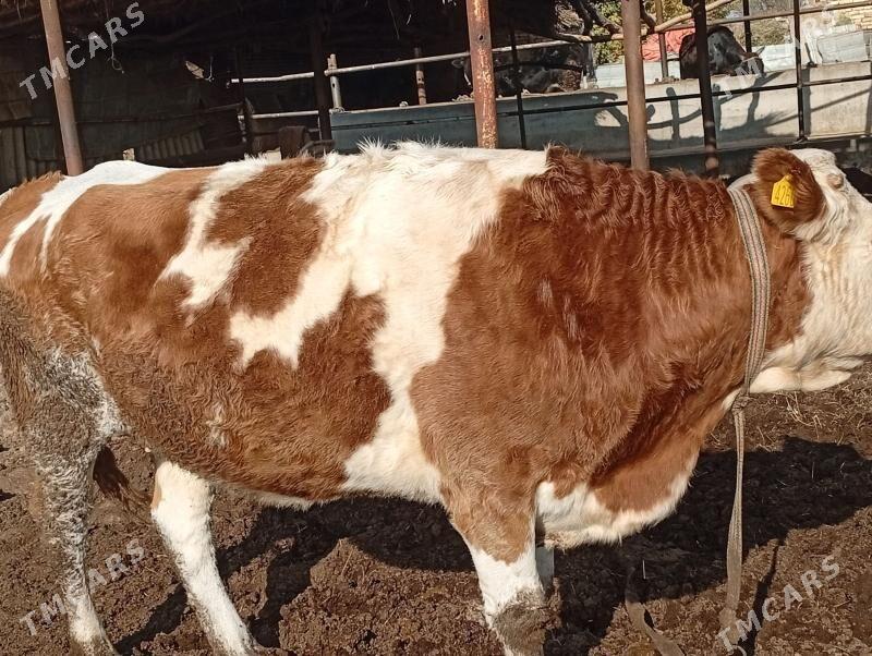 сментал - Сакар - img 3