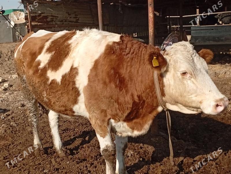 сментал - Сакар - img 2