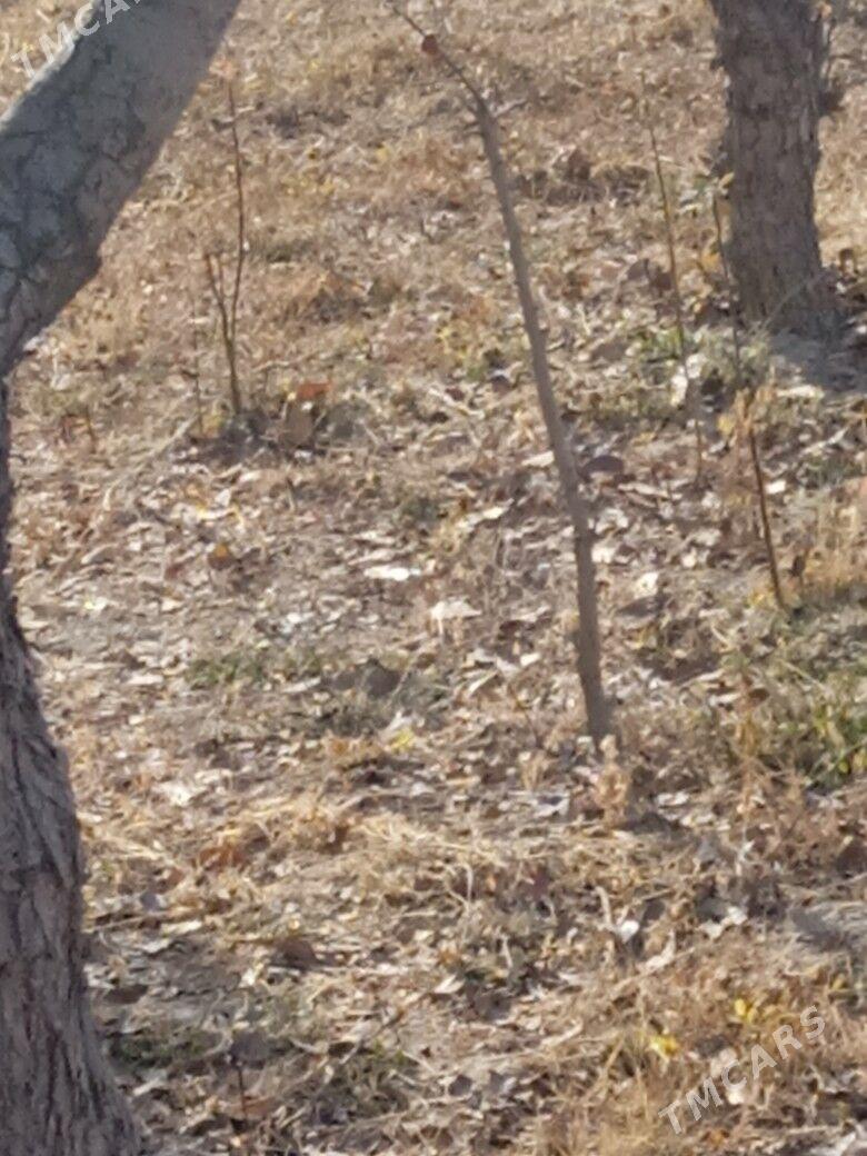 Armyt yerli - Görogly (Tagta) - img 2