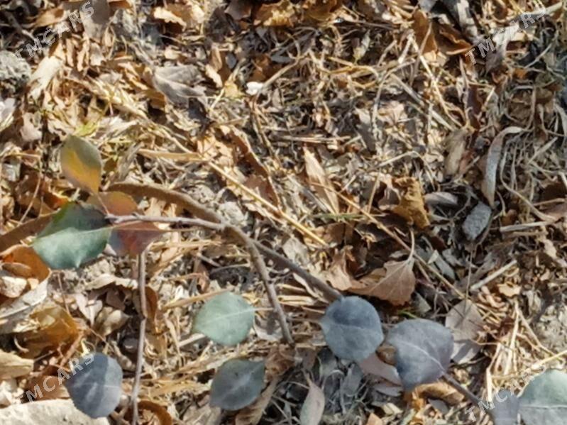 Armyt yerli - Görogly (Tagta) - img 1