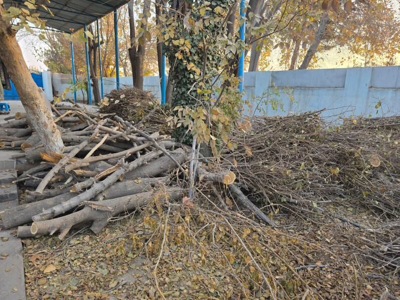 Tut agajyndan odun - Gökje - img 3