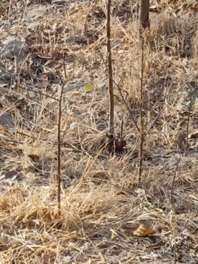 Armyt yerli - Görogly (Tagta) - img 3