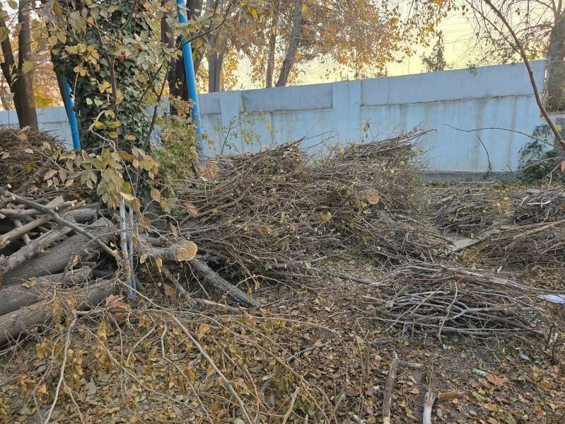 Tut agajyndan odun - Gökje - img 5