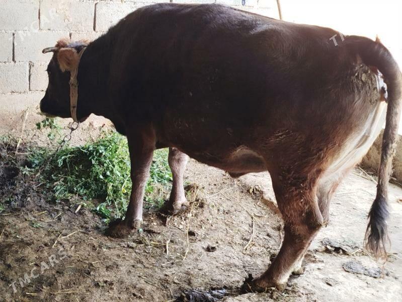 Sygyr - Бузмеин - img 2