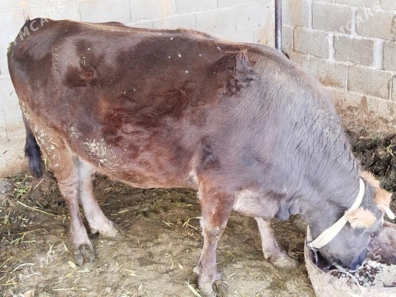 Sygyr - Бузмеин - img 3