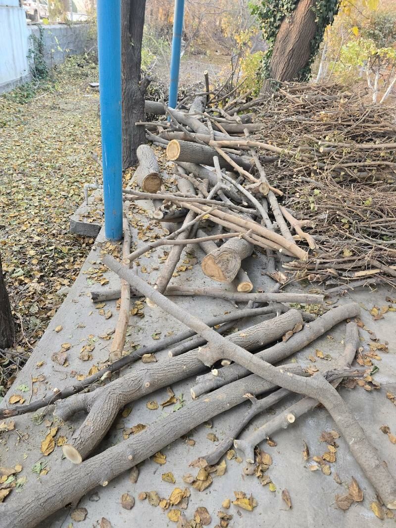 Tut agajyndan odun - Gökje - img 4