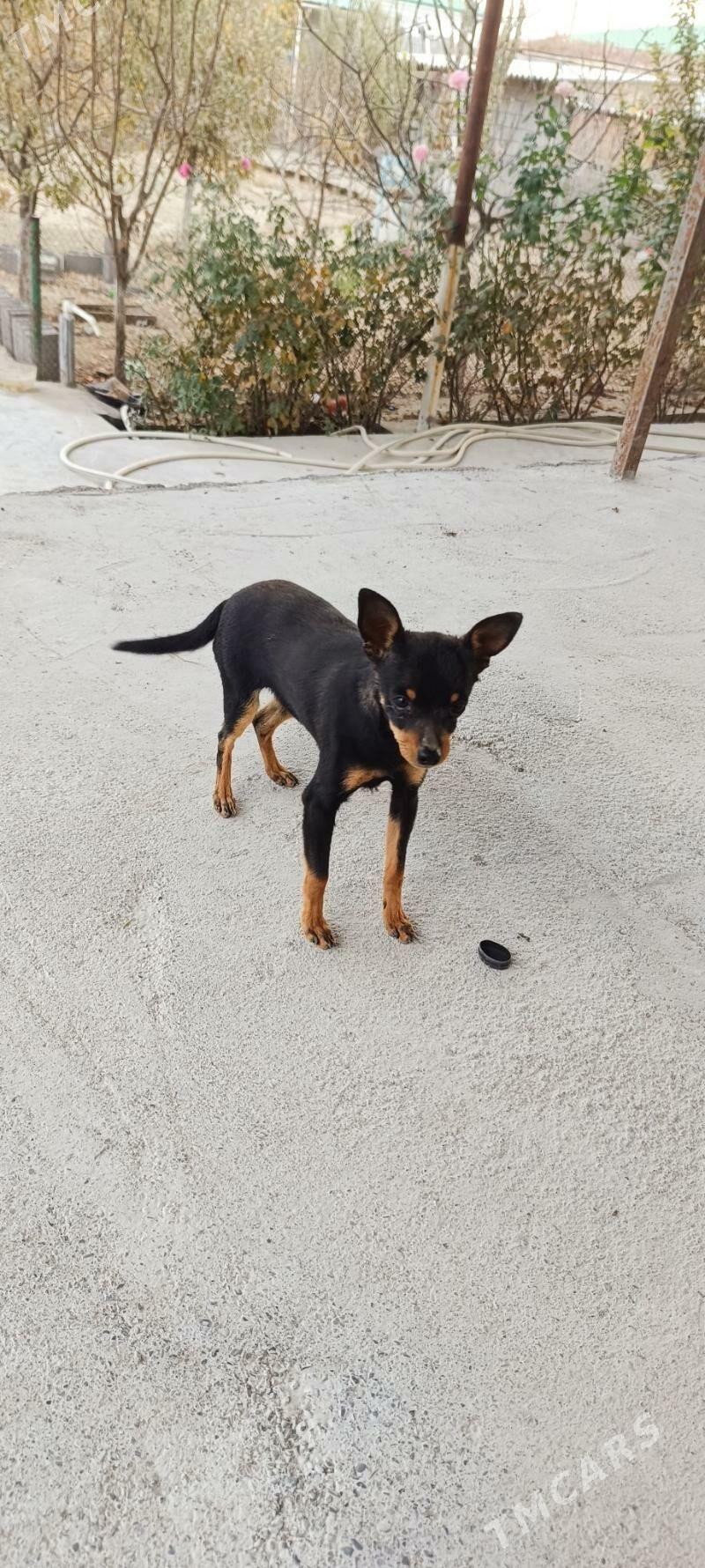 toytirer - Gökdepe - img 2