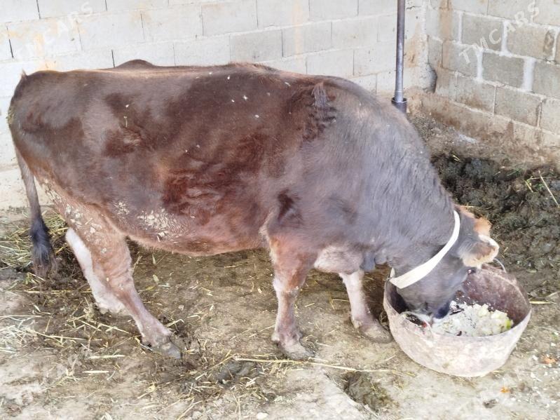 Sygyr - Бузмеин - img 5