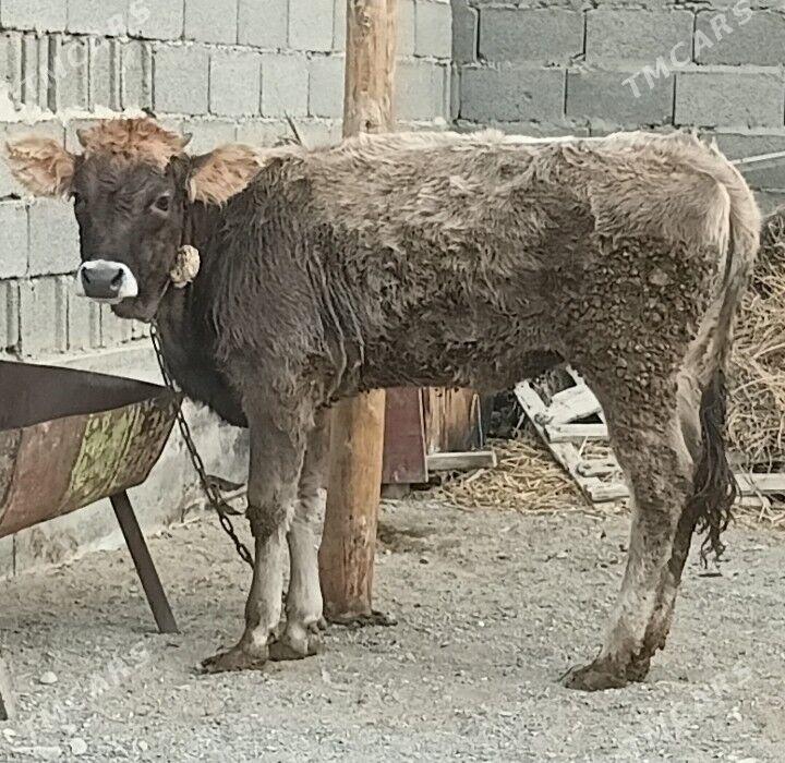 tuwe - Бахарден - img 2