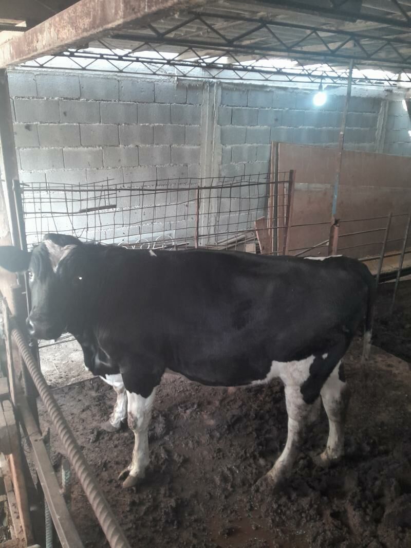 öküz - Büzmeýin - img 5