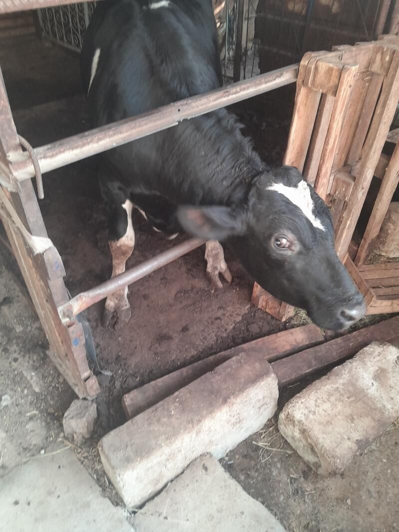 öküz - Büzmeýin - img 4