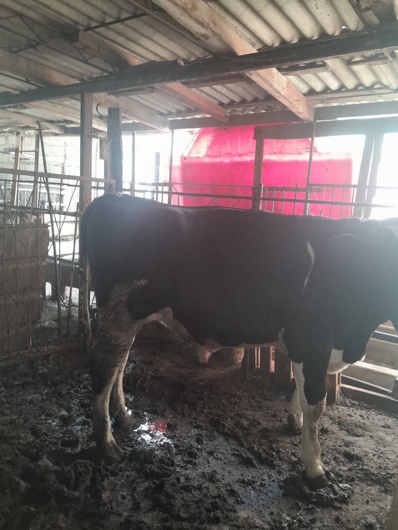 öküz - Büzmeýin - img 2