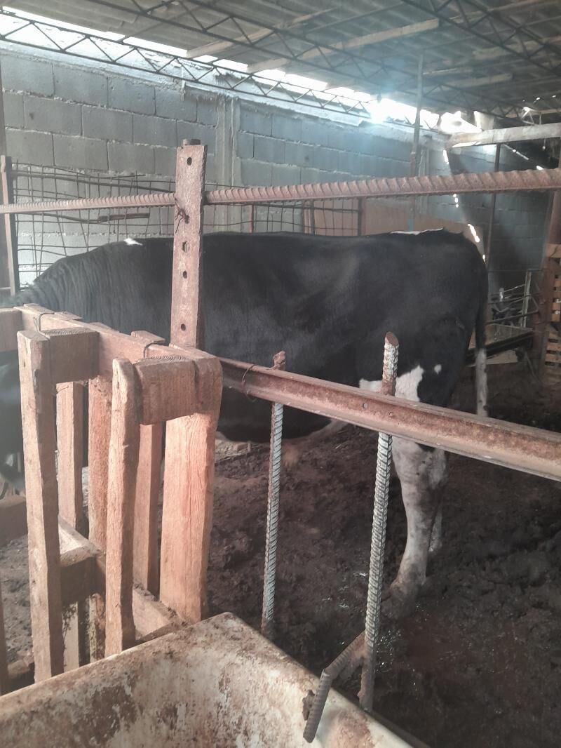 öküz - Büzmeýin - img 3