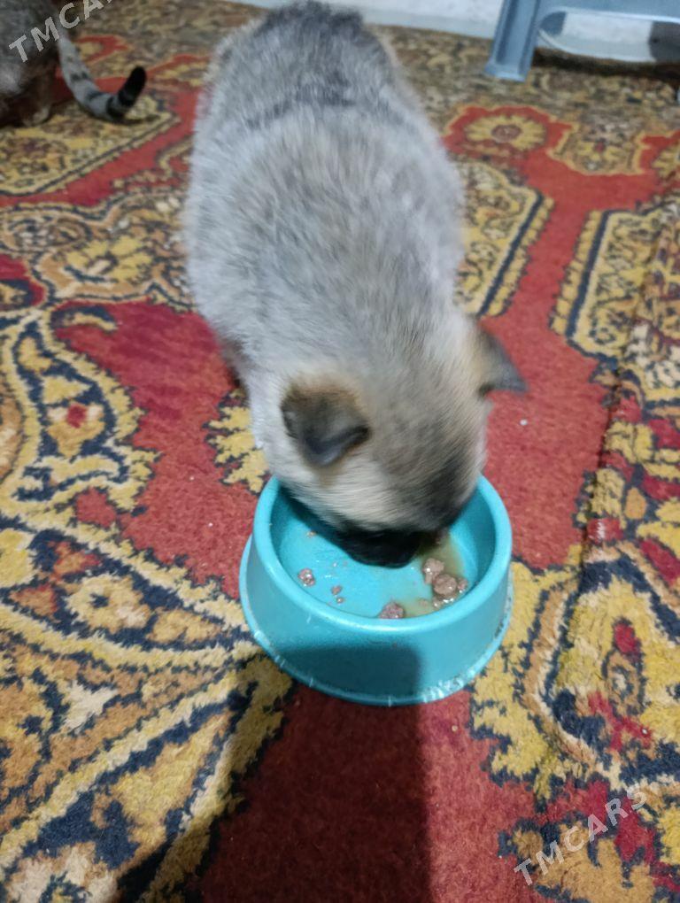 собачка - Чарджоу - img 2