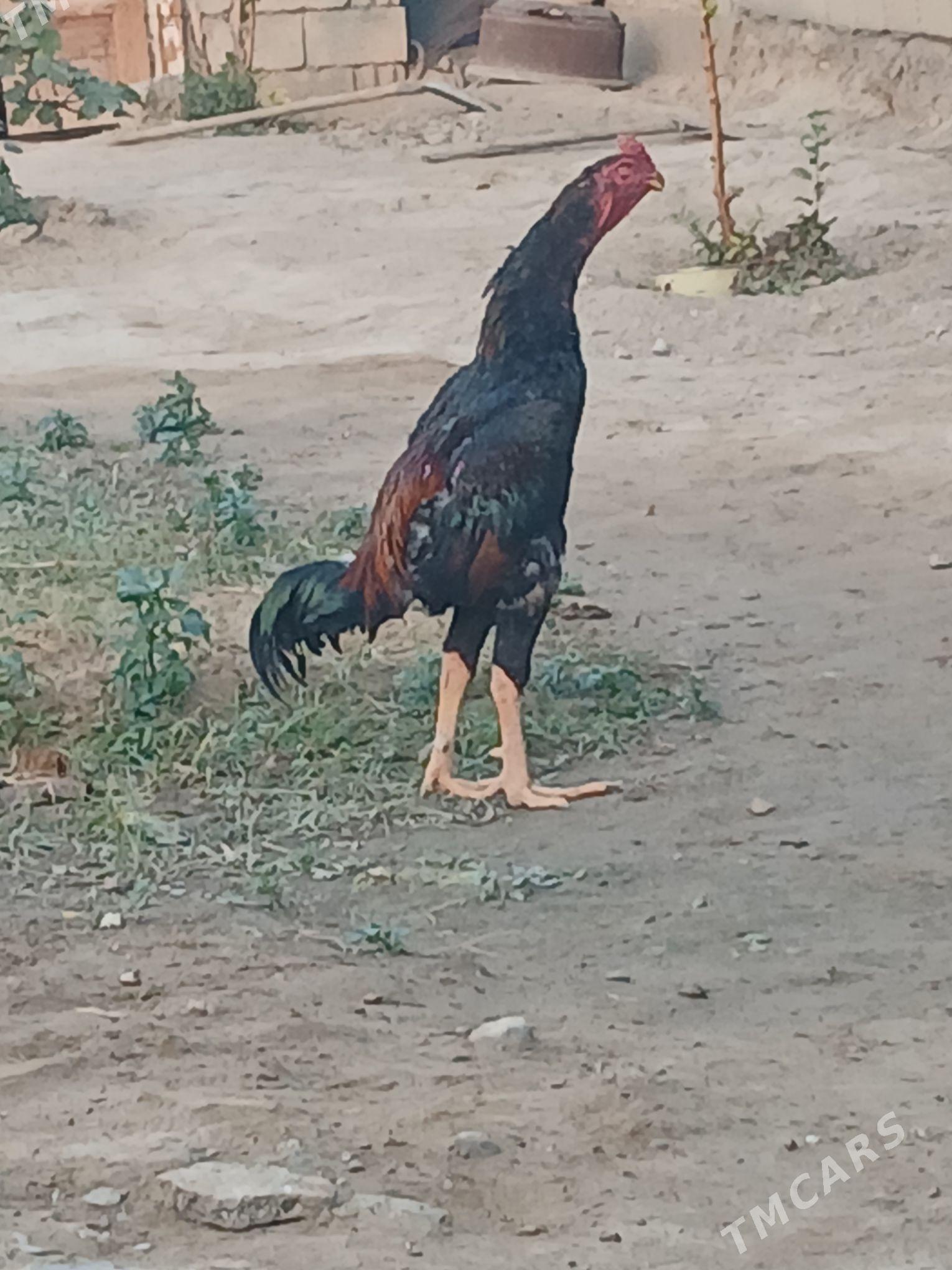 taşkent horoz - Херрикгала - img 1