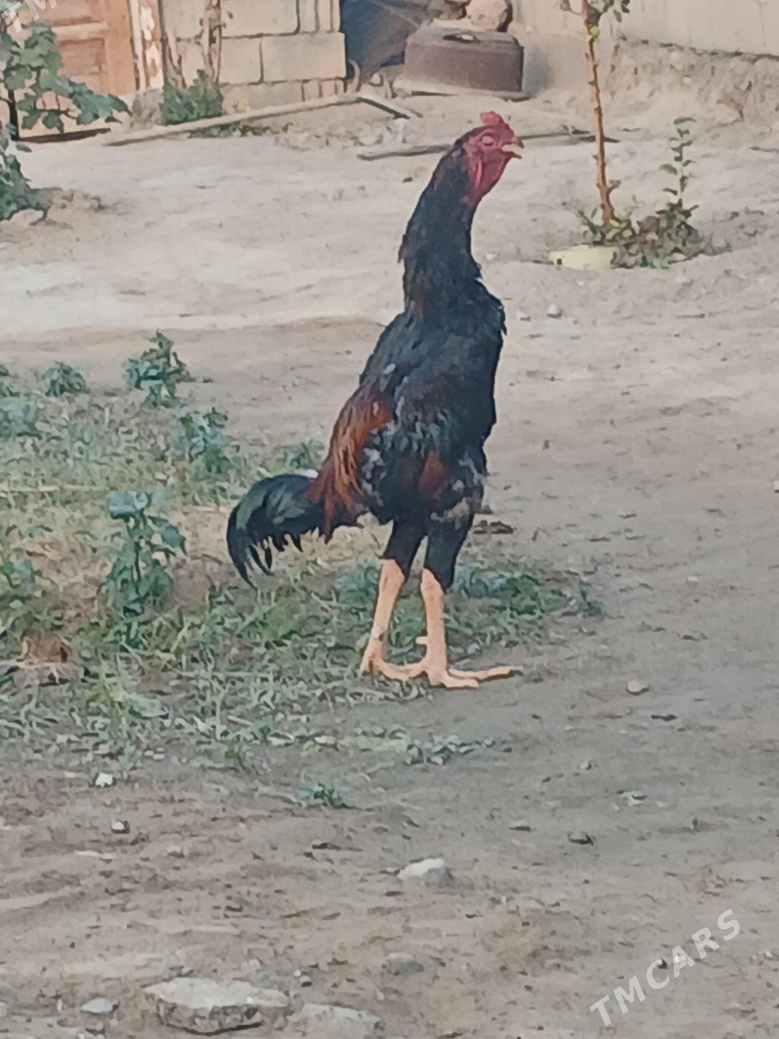 taşkent horoz - Херрикгала - img 2