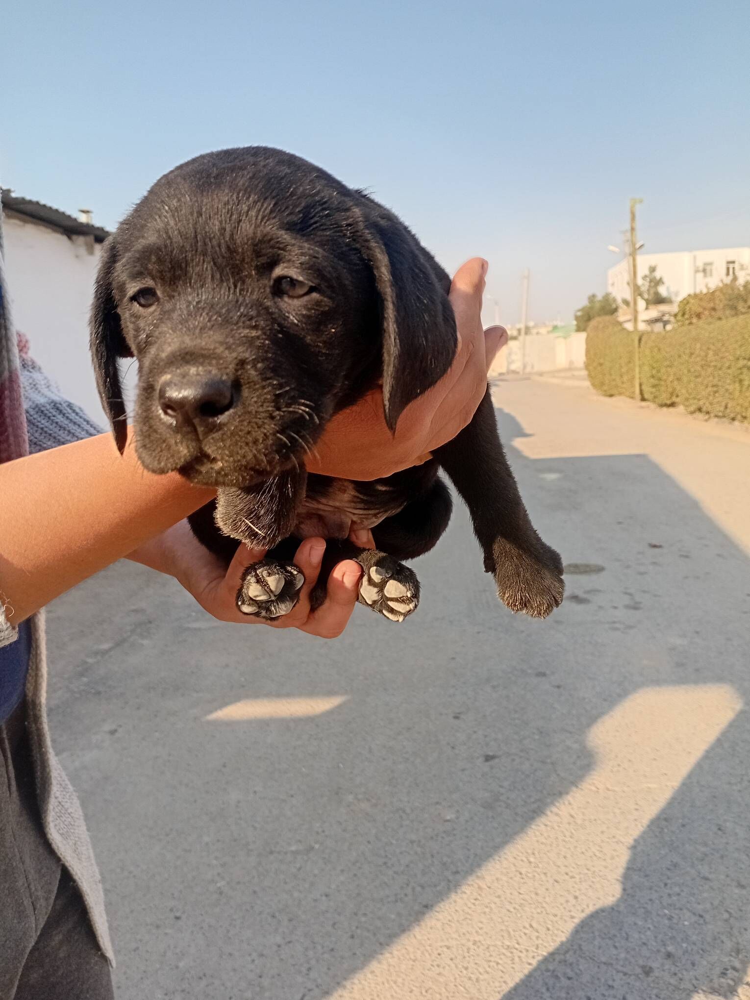 Лабрадор - Türkmenabat - img 3