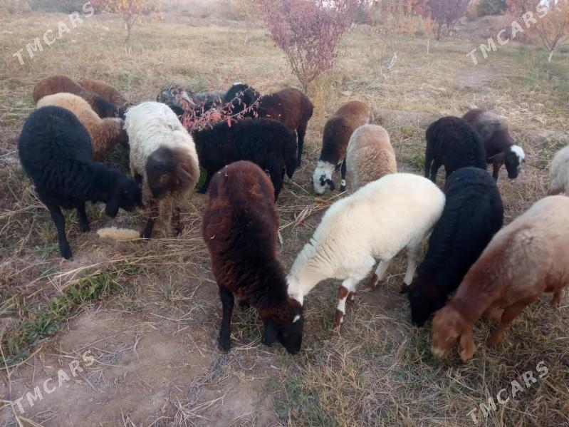 Satlyk kichi mal - Мары - img 3