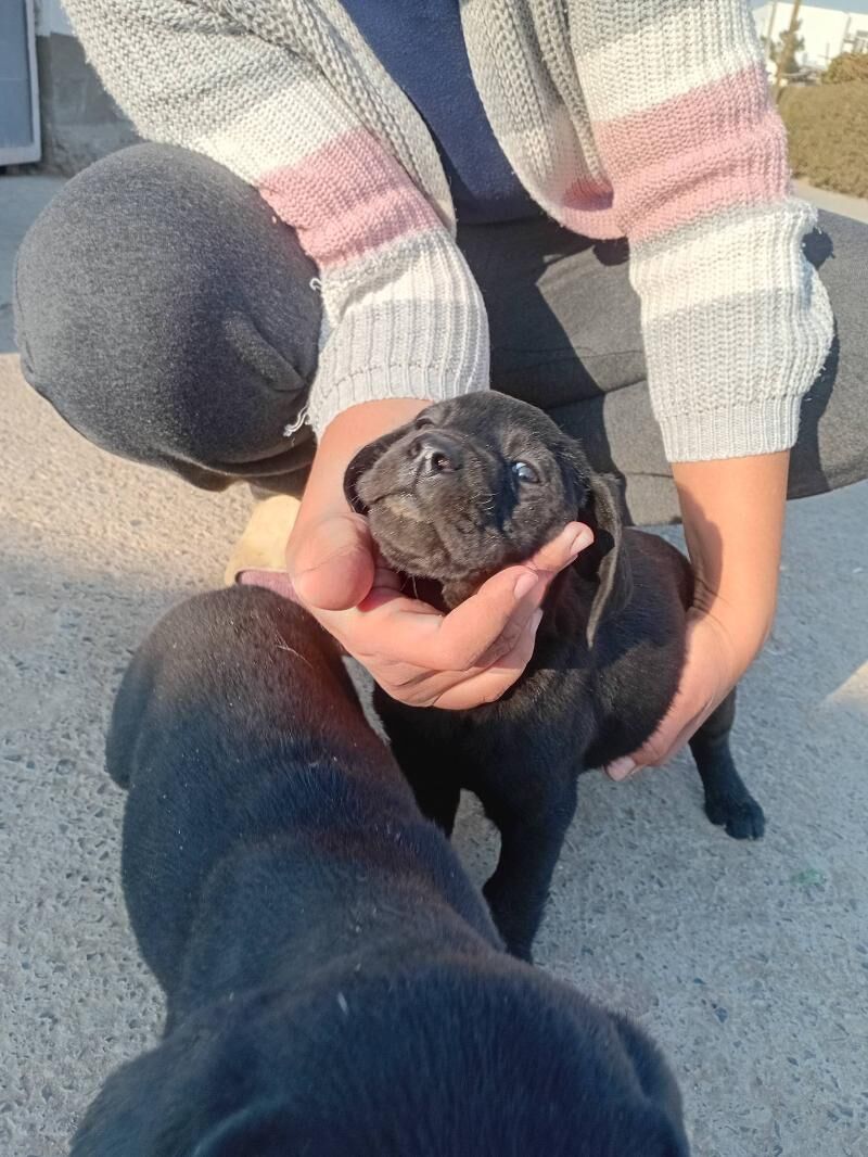 Лабрадор - Türkmenabat - img 2