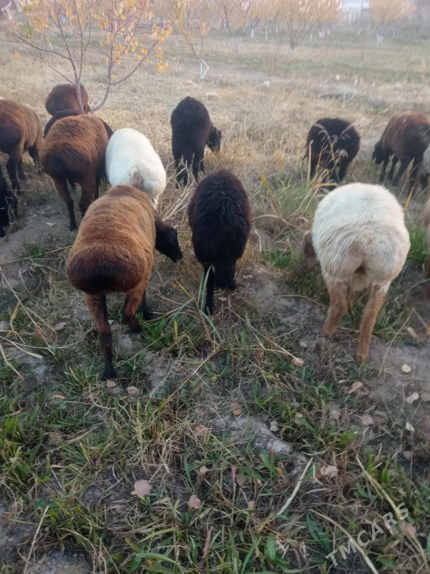 Satlyk kichi mal - Мары - img 2