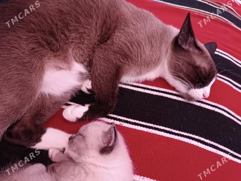 syamiski pisik - Ашхабад - img 3