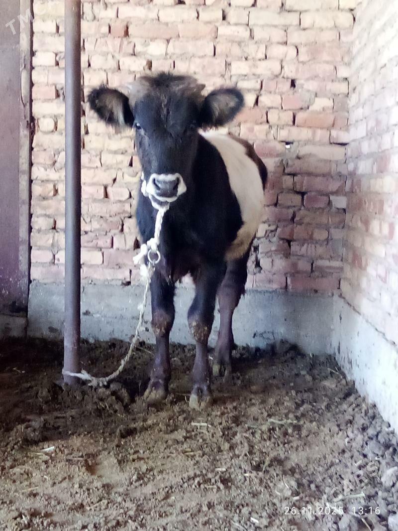 Öküz Gibrit 9 aýlyk - Гёкдепе - img 4