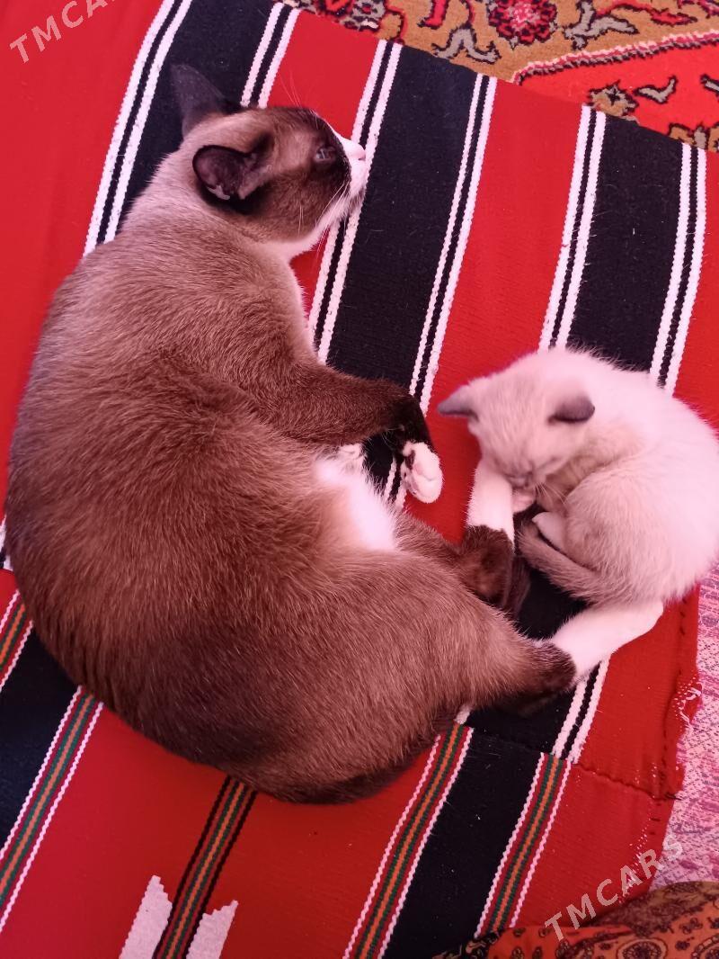 syamiski pisik - Ашхабад - img 2