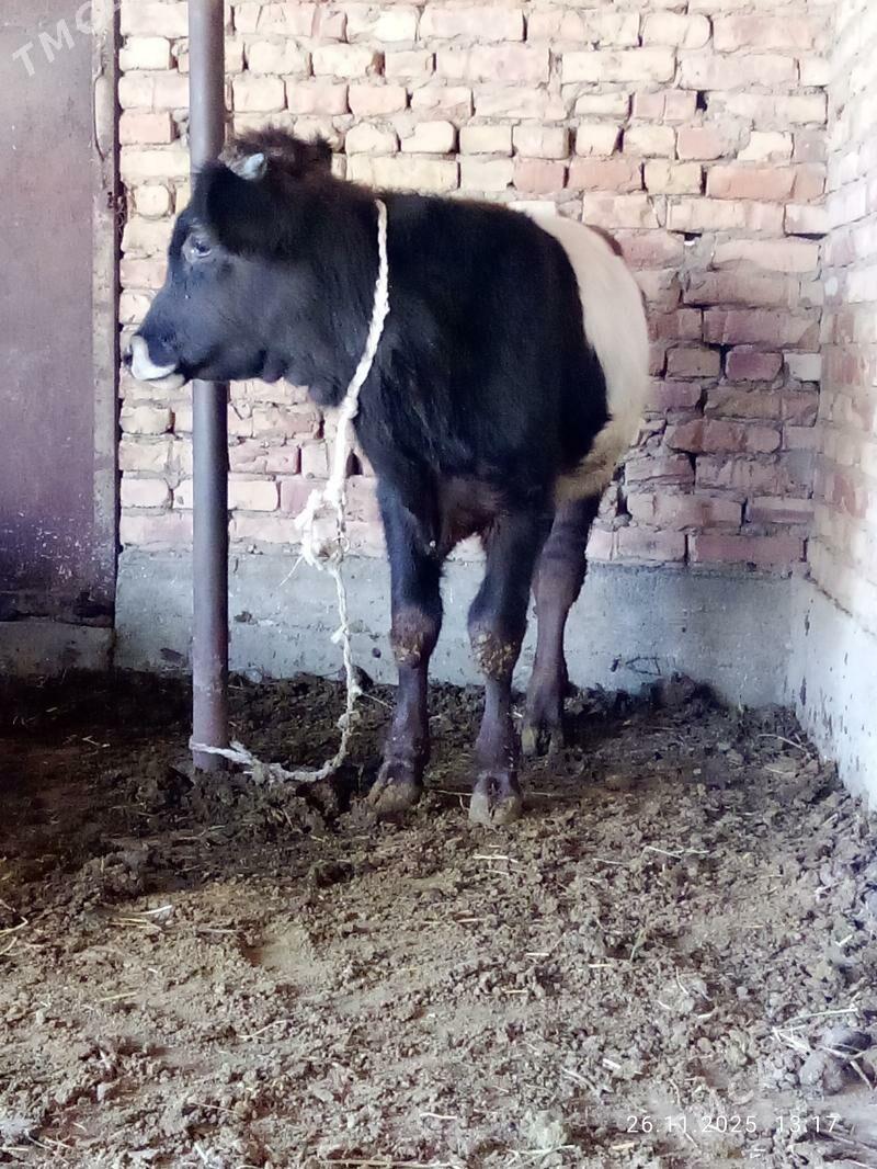 Öküz Gibrit 9 aýlyk - Гёкдепе - img 3