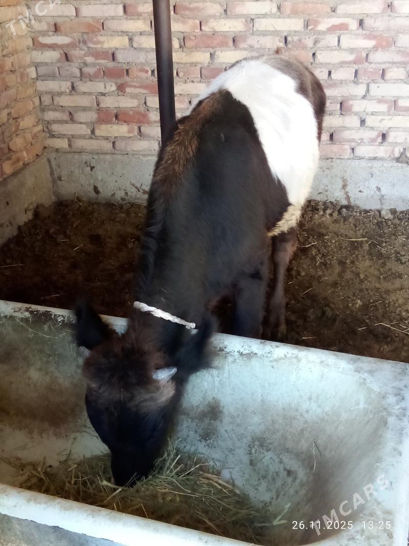 Öküz Gibrit 9 aýlyk - Гёкдепе - img 10