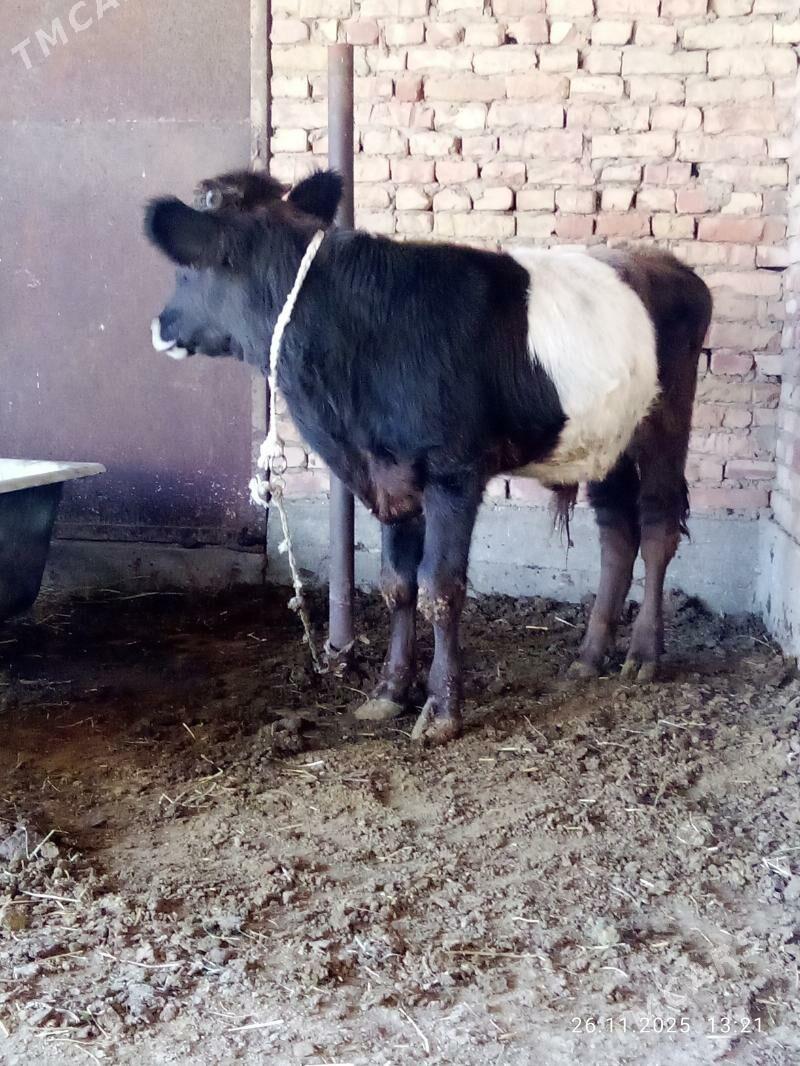 Öküz Gibrit 9 aýlyk - Гёкдепе - img 5