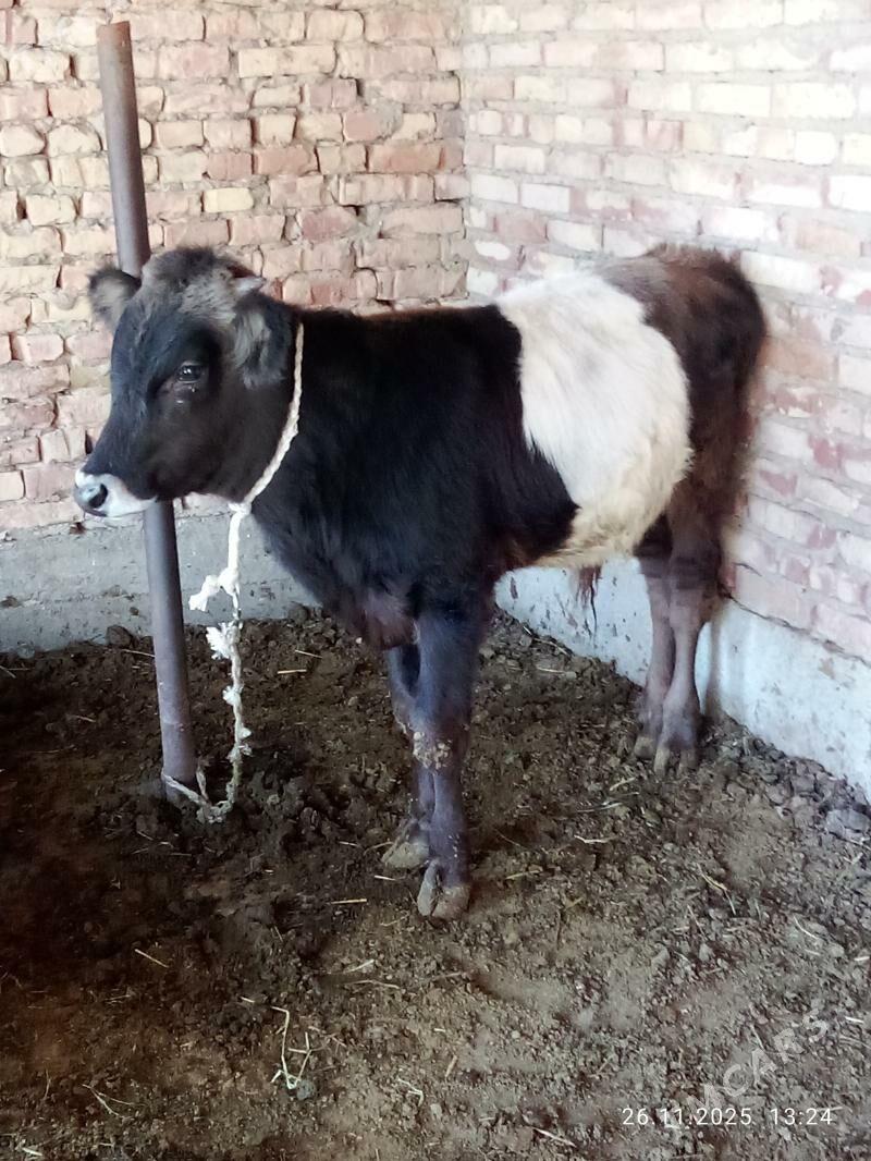 Öküz Gibrit 9 aýlyk - Гёкдепе - img 8