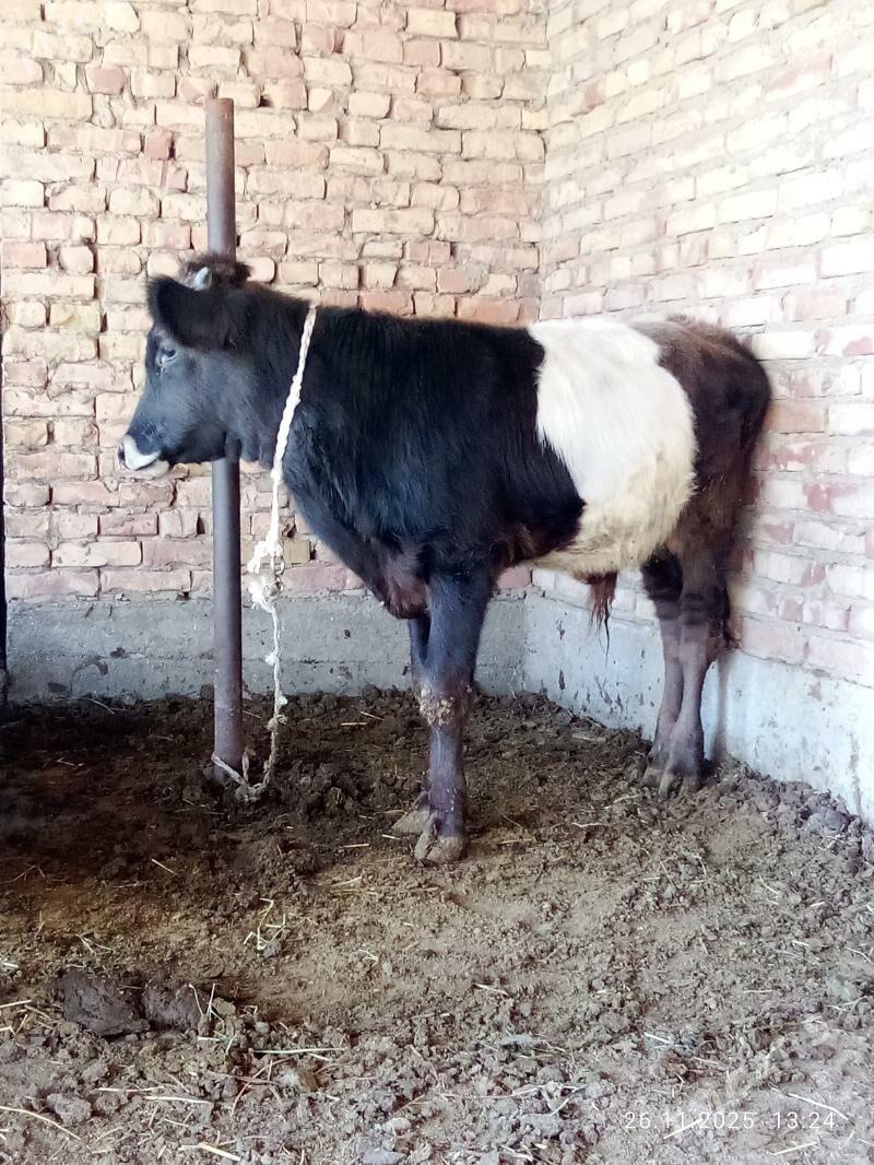 Öküz Gibrit 9 aýlyk - Гёкдепе - img 7