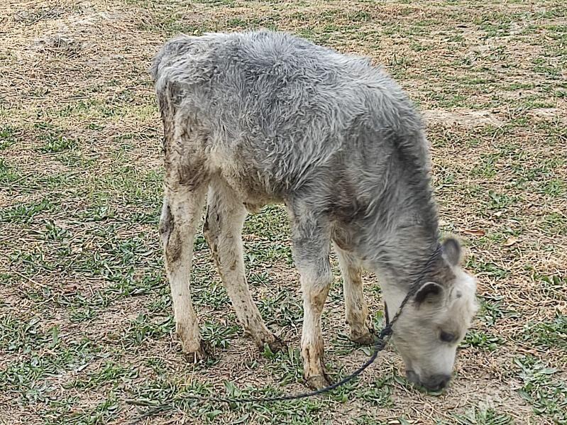okuzce - Гёкдепе - img 2