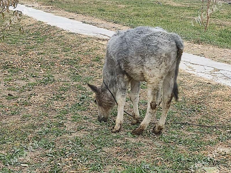 okuzce - Гёкдепе - img 3