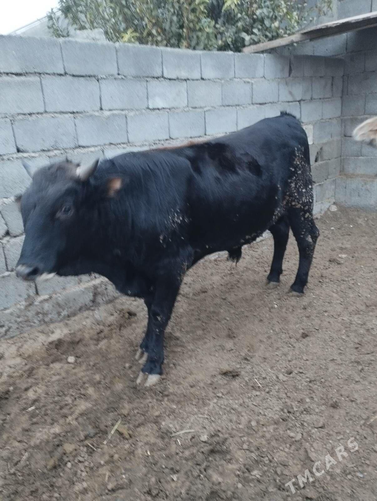 Öküz - Гарадамак - img 1