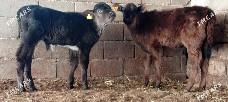 Öküz Tüwe Göle - Ашхабад - img 2