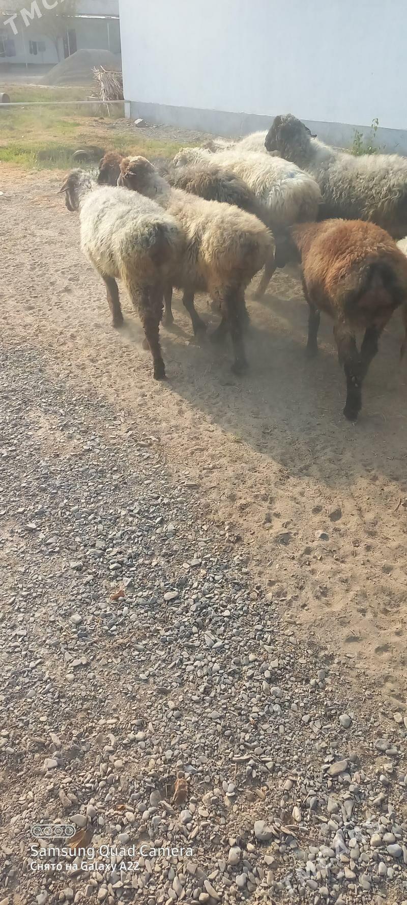 goyun - Gökdepe - img 2