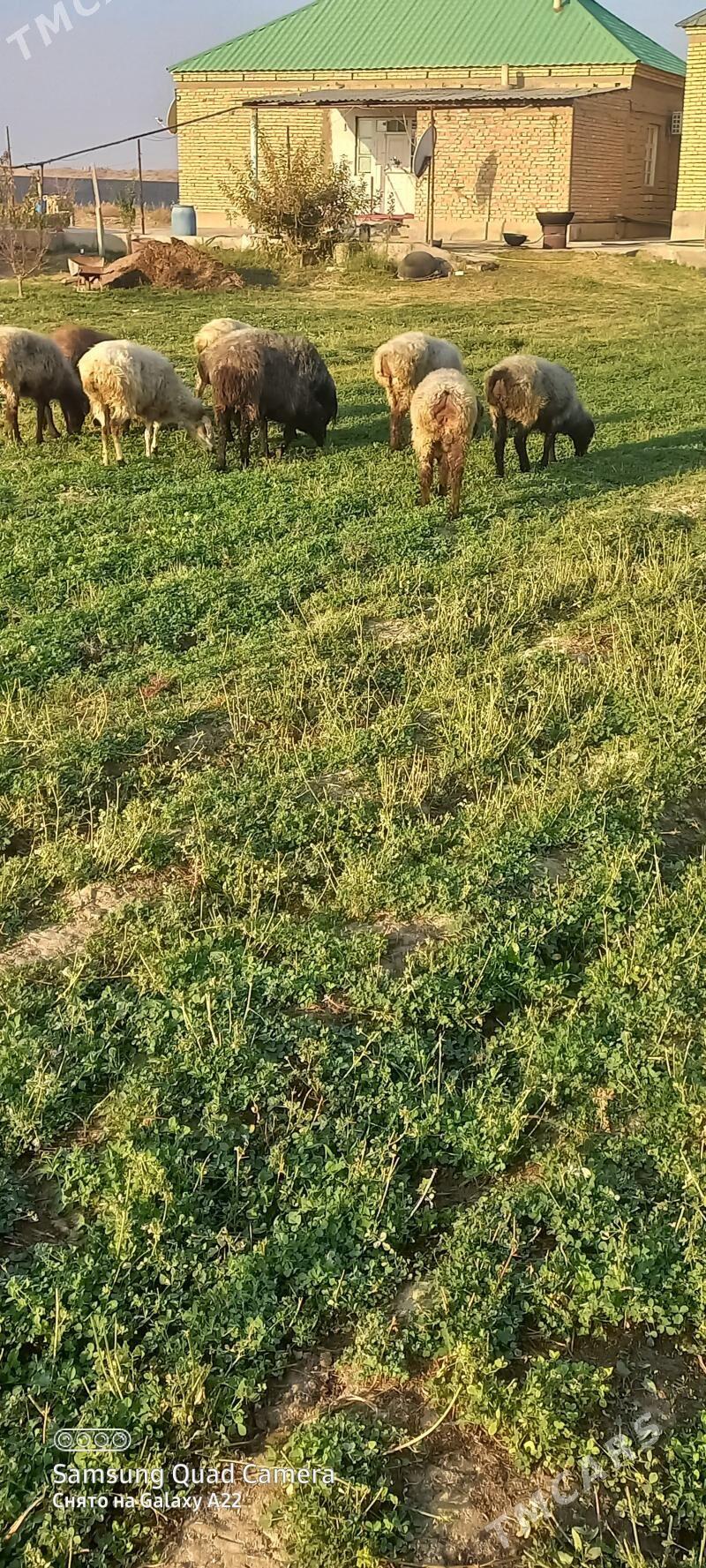 goyun - Gökdepe - img 3