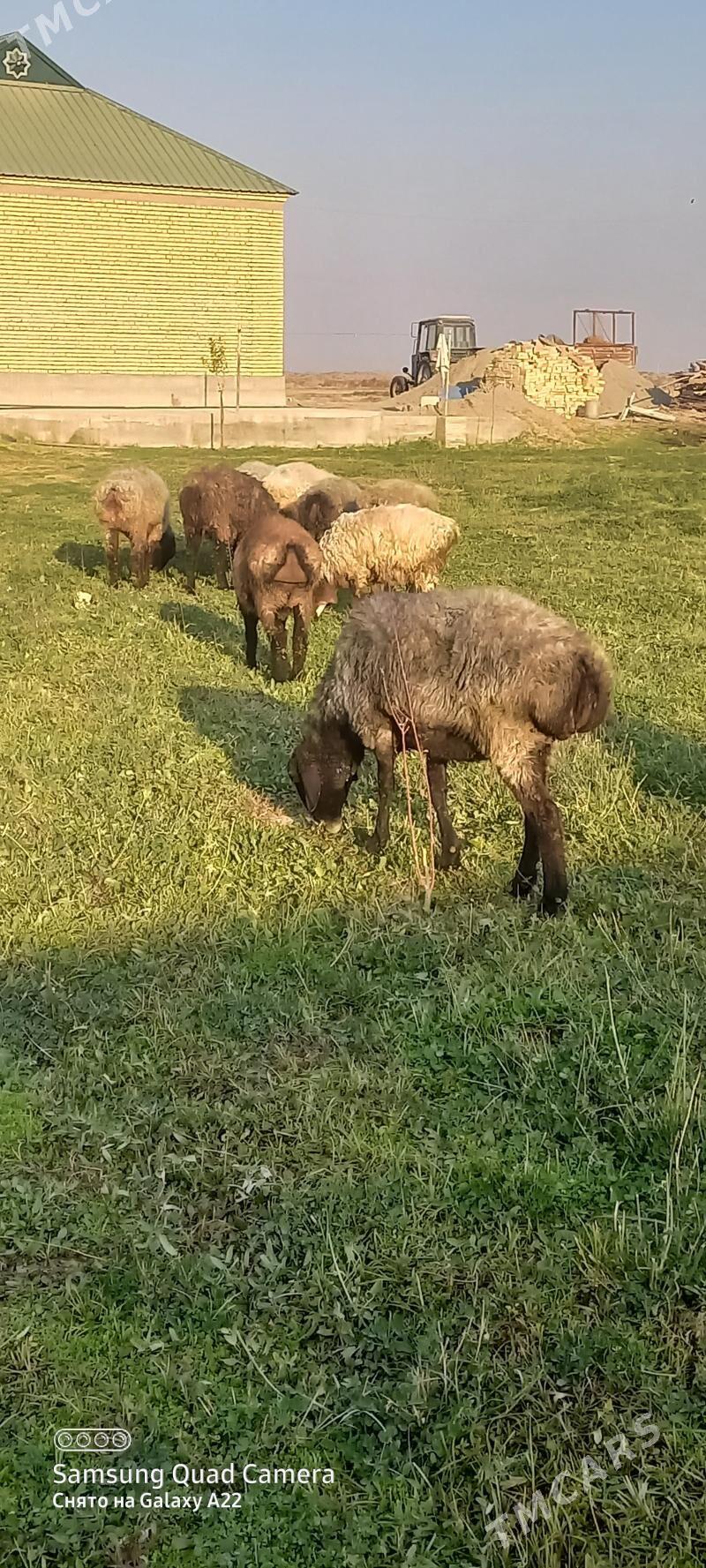 goyun - Gökdepe - img 4