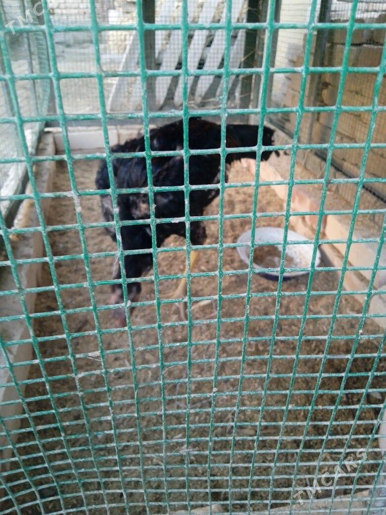 juje - Türkmenabat - img 3