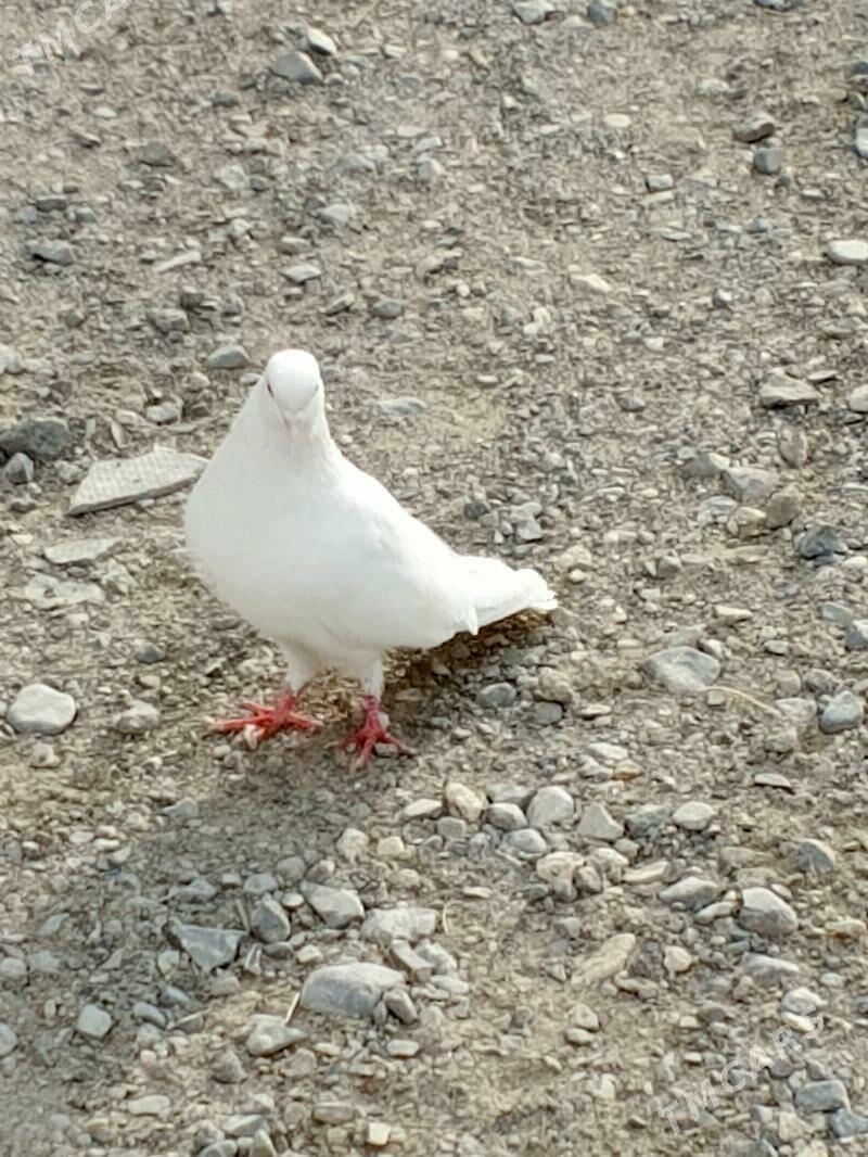 kepderi - Гызыларбат - img 1