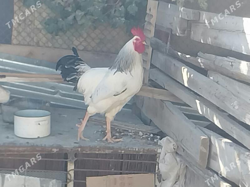 Horazlar dominat - Balkanabat - img 1