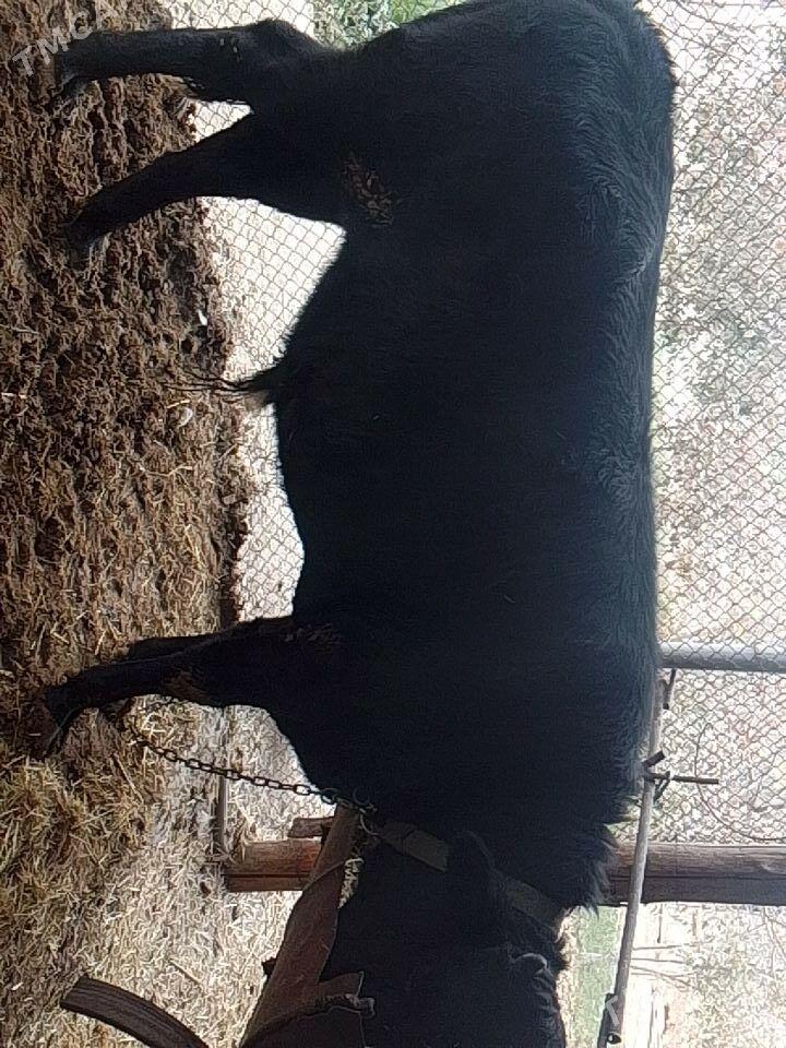 okuz - Бахарден - img 4