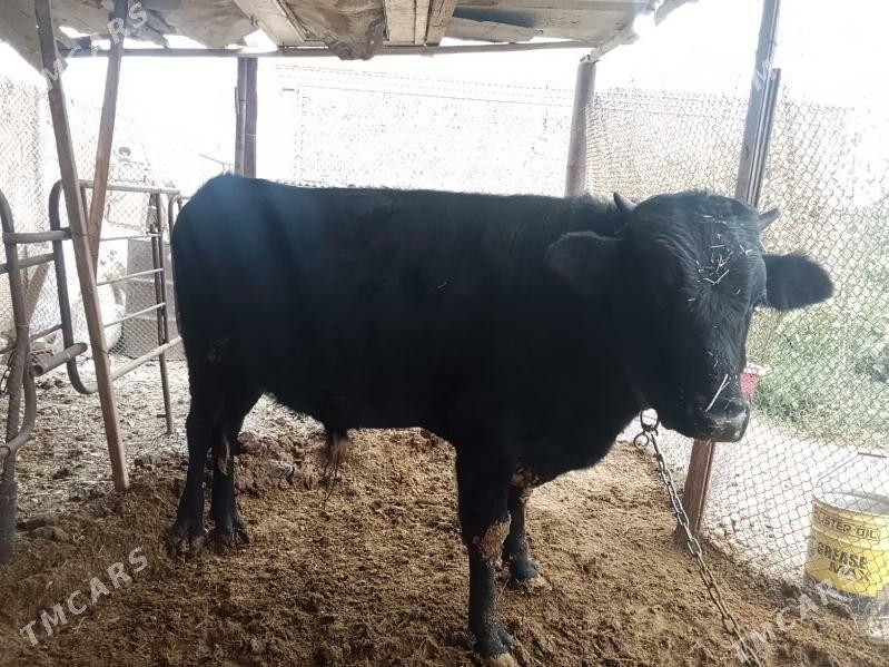 okuz - Бахарден - img 2