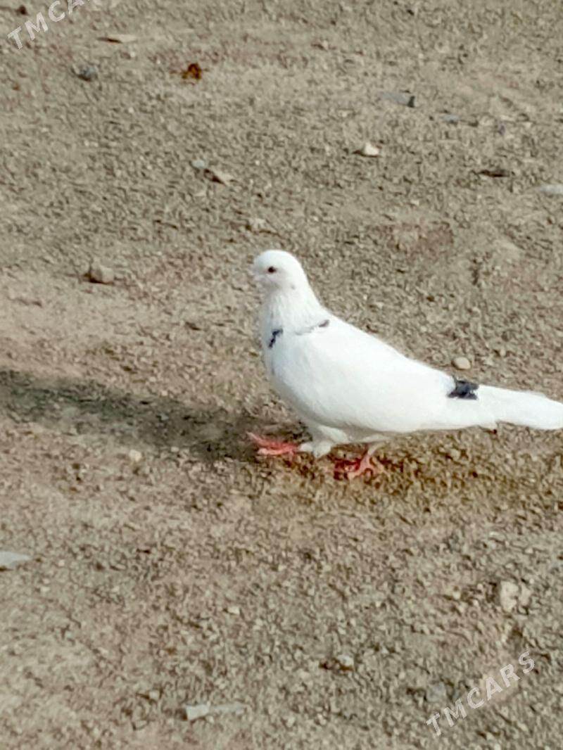 kepderi - Гызыларбат - img 3