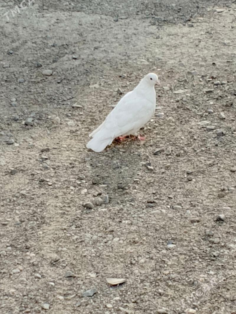 kepderi - Гызыларбат - img 2