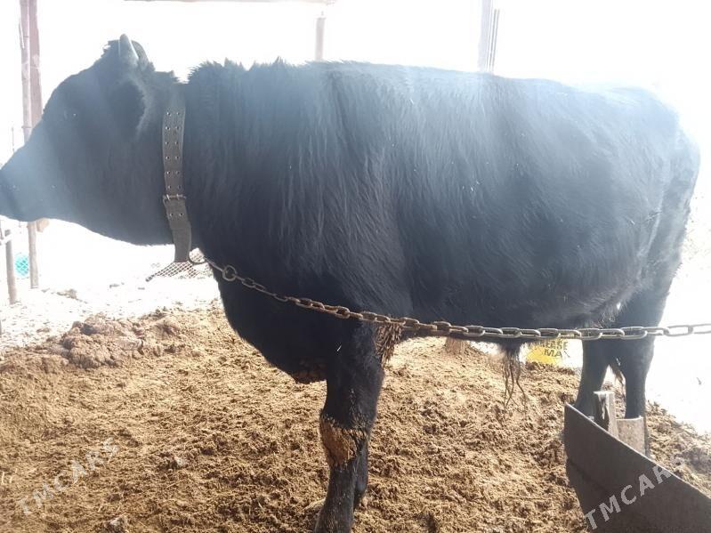 okuz - Бахарден - img 3