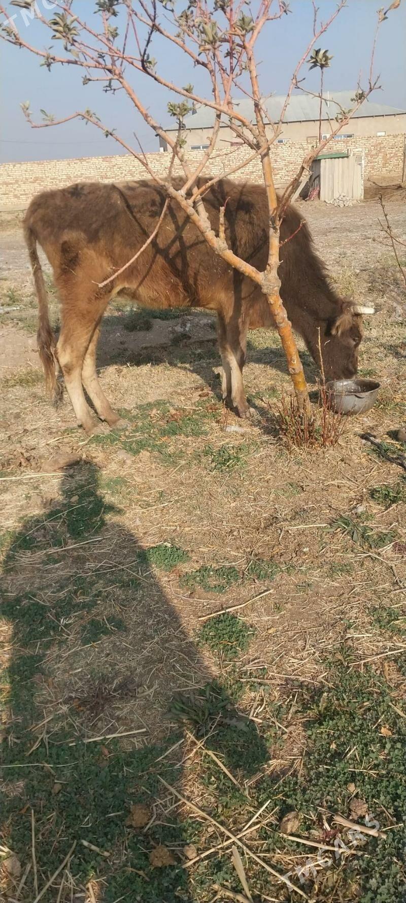 sygr - Babadaýhan - img 2